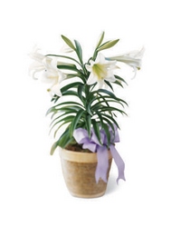 Easter Lily Plant from Parkway Florist in Pittsburgh PA